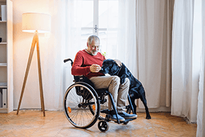 Labrador assiste disabile